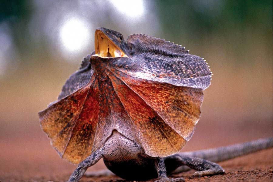 1984年に日本上陸「エリマキトカゲ」 大ブームで便乗商品が氾濫