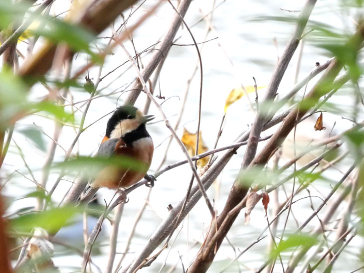 バードカービング第2弾はヤマガラ | てんこもりDays