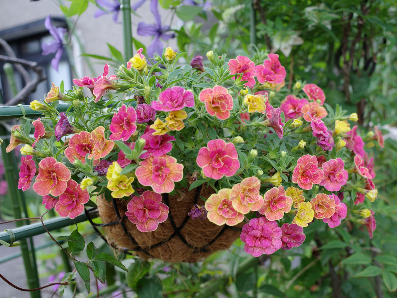 遅ればせながら猛暑前のクレマチスそして暑さに強い花たち