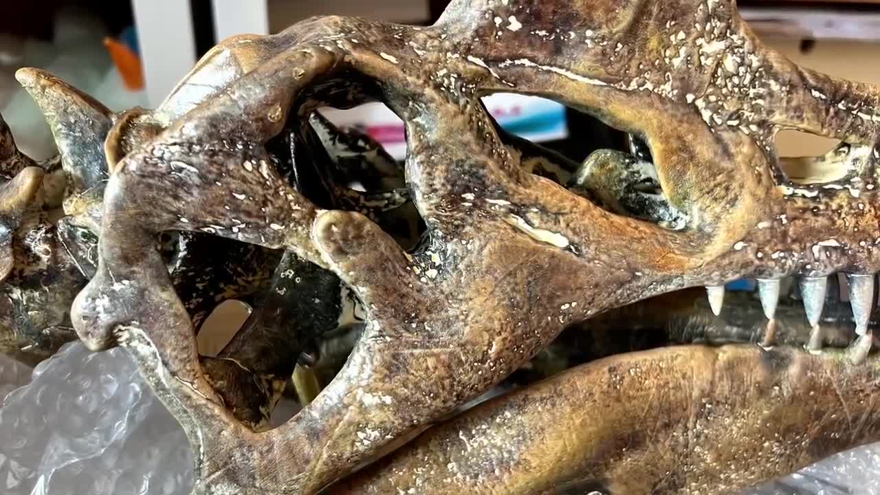 大型スピノサウルスの頭蓋骨レプリカ：硬材台座付き博物館級の化石