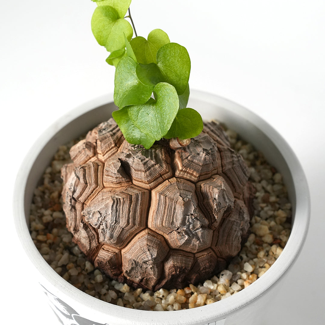 Dioscorea elephantipes -亀甲竜- – VALIANT GALLERY ONLINE