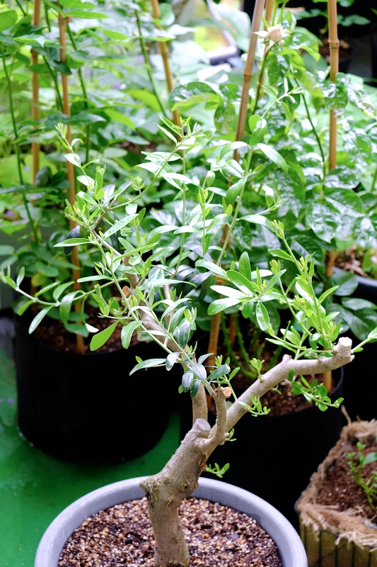 オリーブの仕立て直し