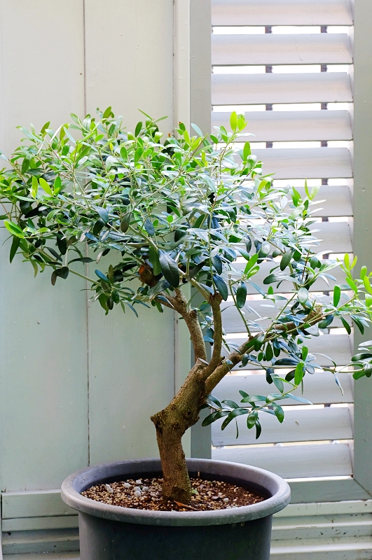 オリーブの仕立て直し