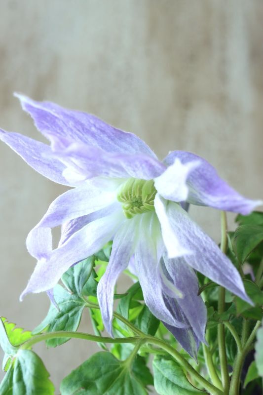 アトラゲネ系クレマチス 