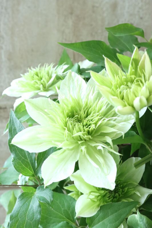 八重咲きクレマチス 