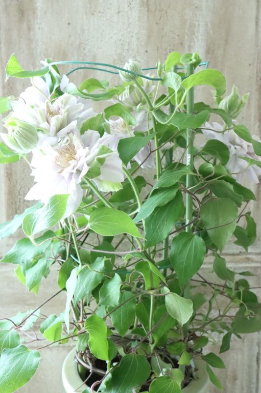 八重咲きクレマチス 