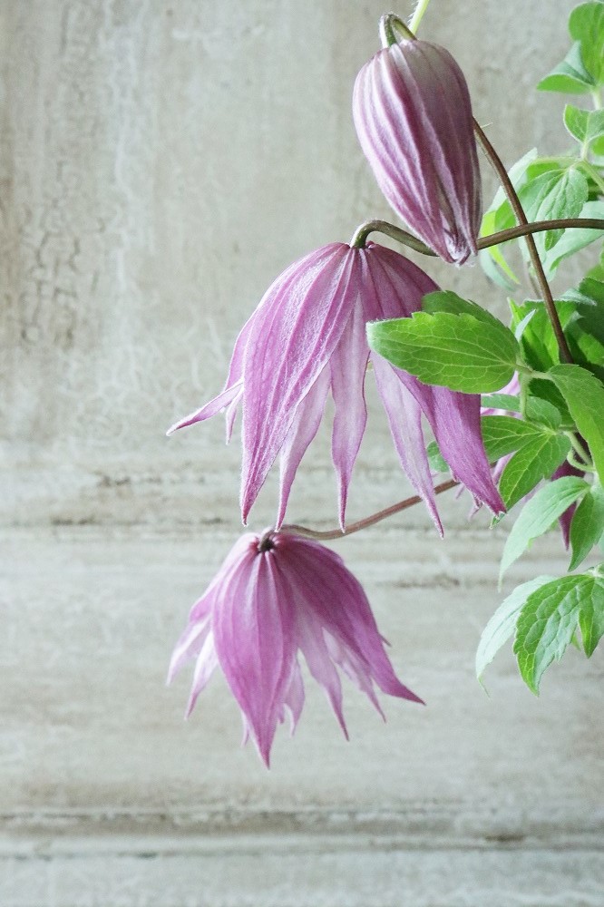 アトラゲネ系クレマチス 