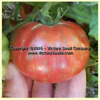 Tennessee Suited Tomato - Victory Seed Company