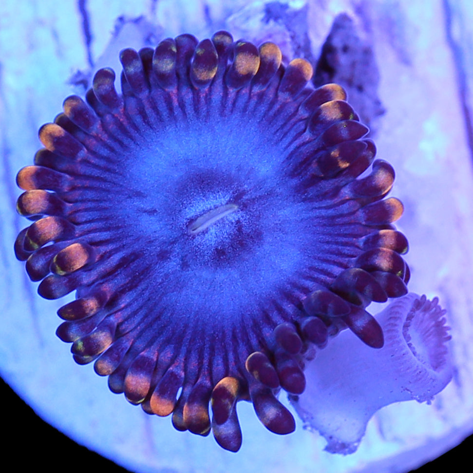 Buy White Zombie Zoanthid Coral | Live Coral Sale - Vivid Aquariums