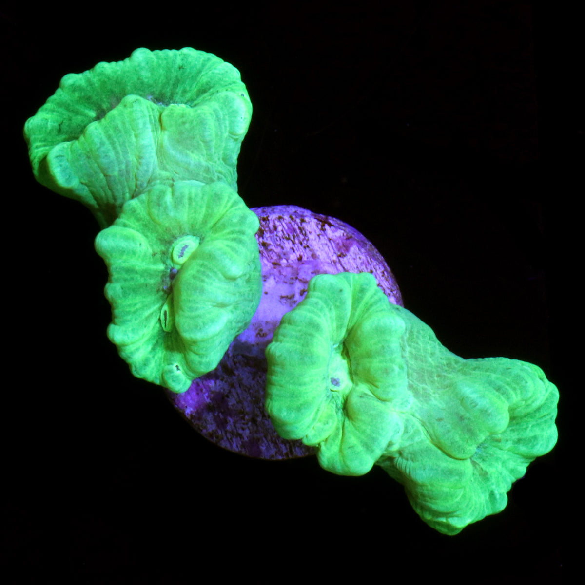 Caulastrea furcata - Vivid Aquariums