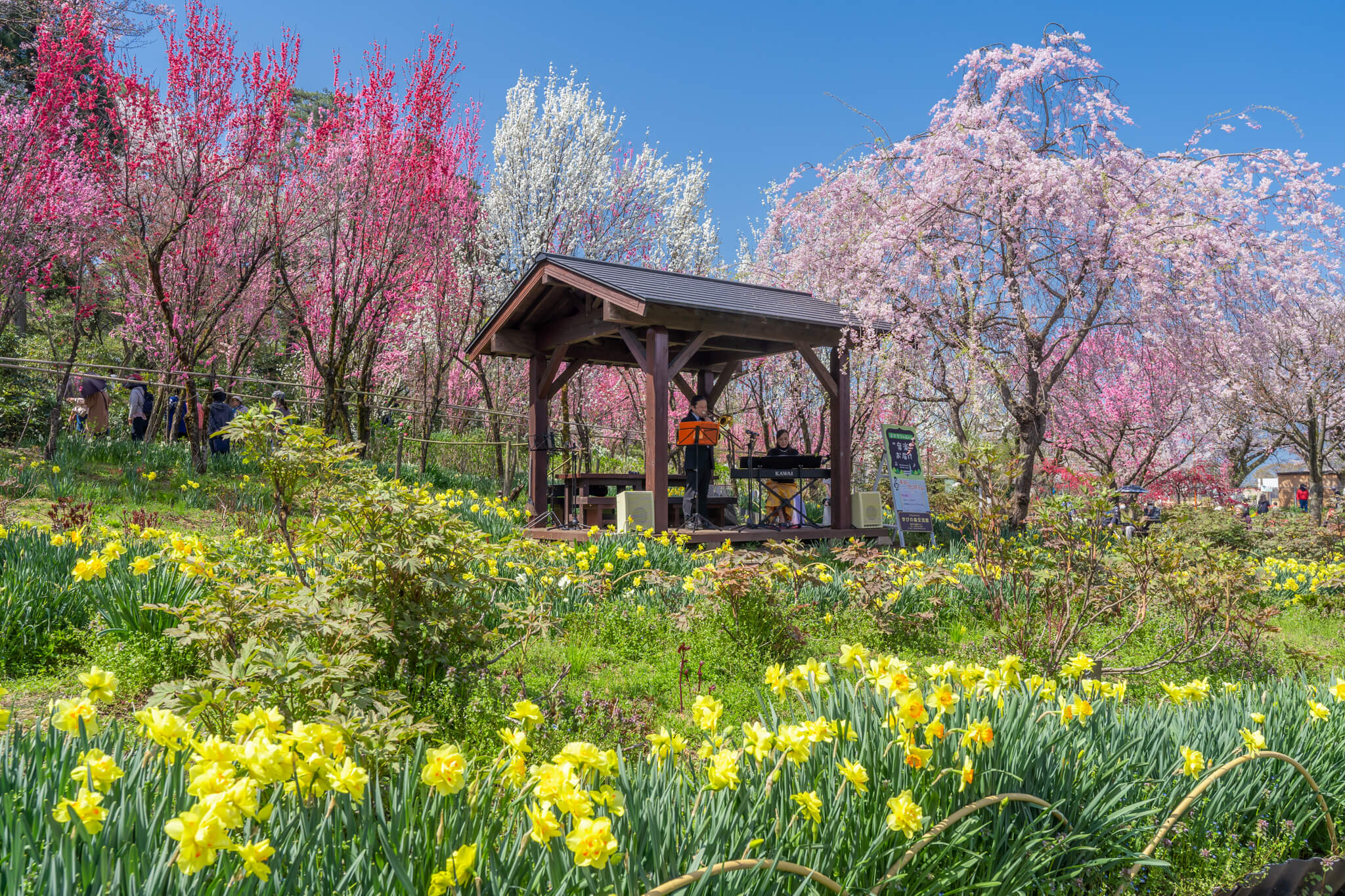 写真】桜・ハナモモ・吹奏楽の奇跡の共演！魚津市花の森・天神山