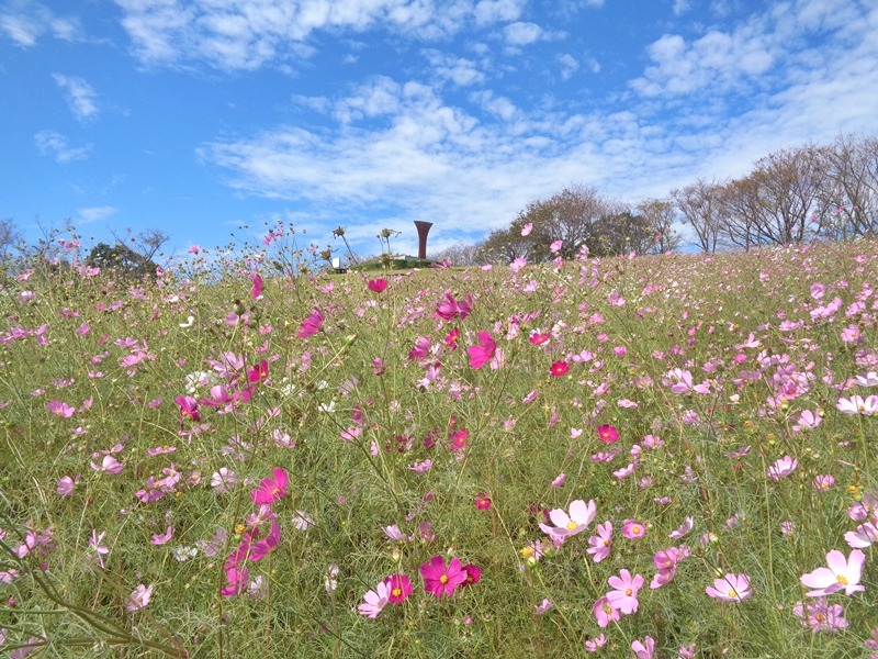 白木峰高原 秋のコスモス開花情報 | コスモス花宇宙館【公式】 長崎県