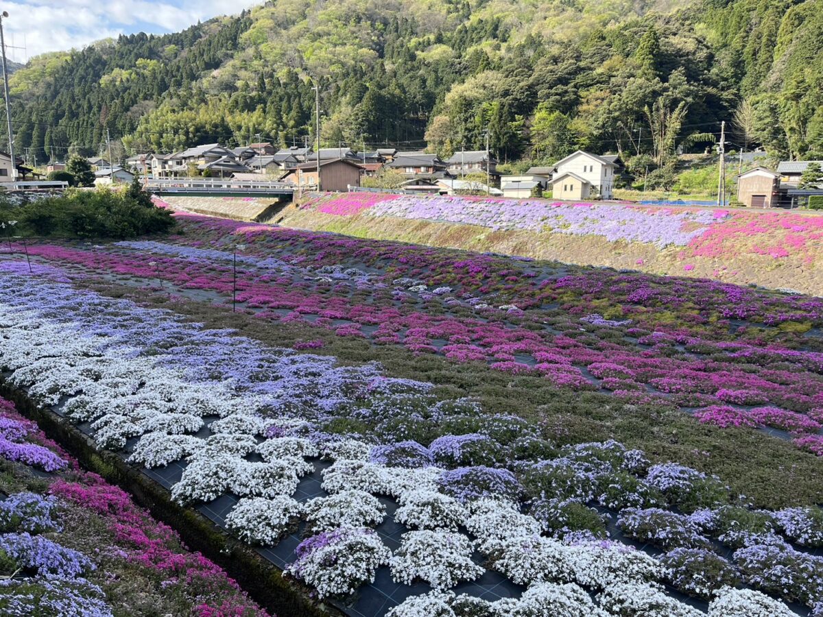 横津海の芝桜 開花情報（4月17日）｜お知らせ｜【公式】福井県 観光