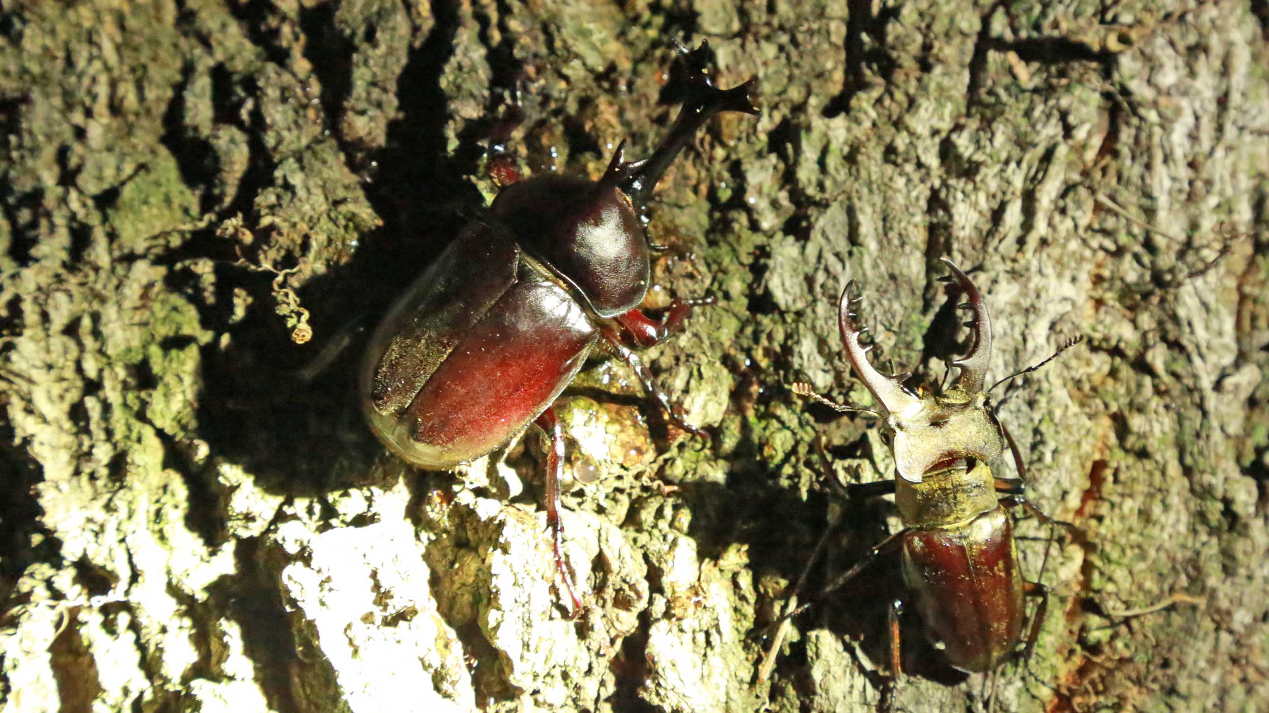 今季終了】大三島 昆虫採集 (N2) - しまなみ海道WAKKA