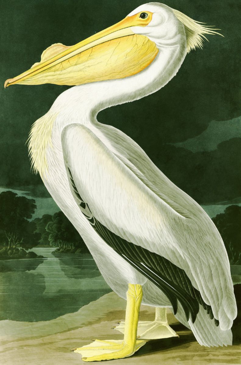 PHOTOWALL / White Pelican - John James Audubon (e318886) | 輸入