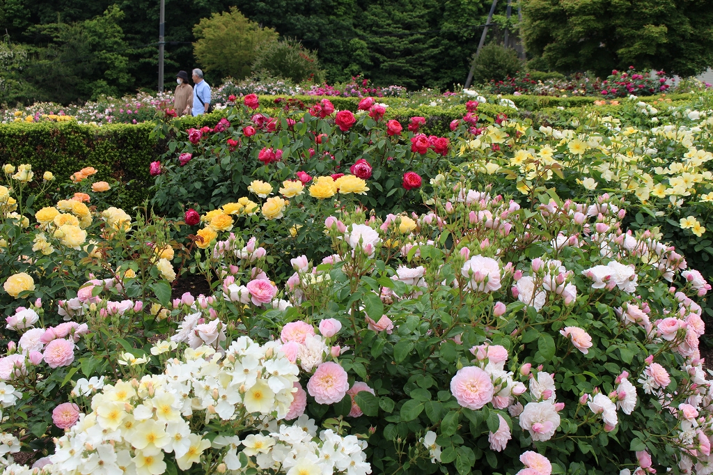 ローズガーデン開花情報 2025 (5月16日） | 恋するせんなん