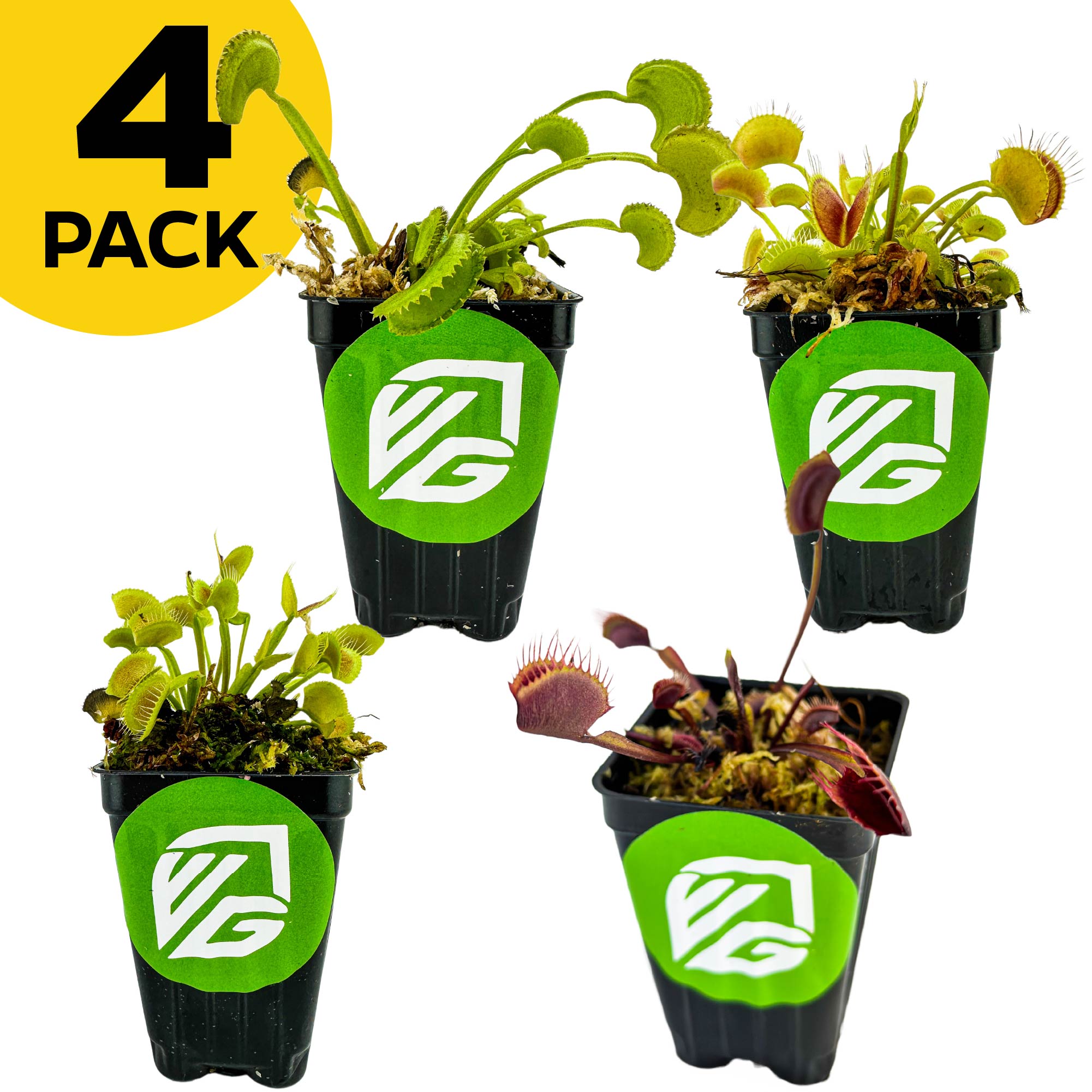 Bundle (4) of Venus Fly Traps: Akai Ryu + Dente + King Henry +