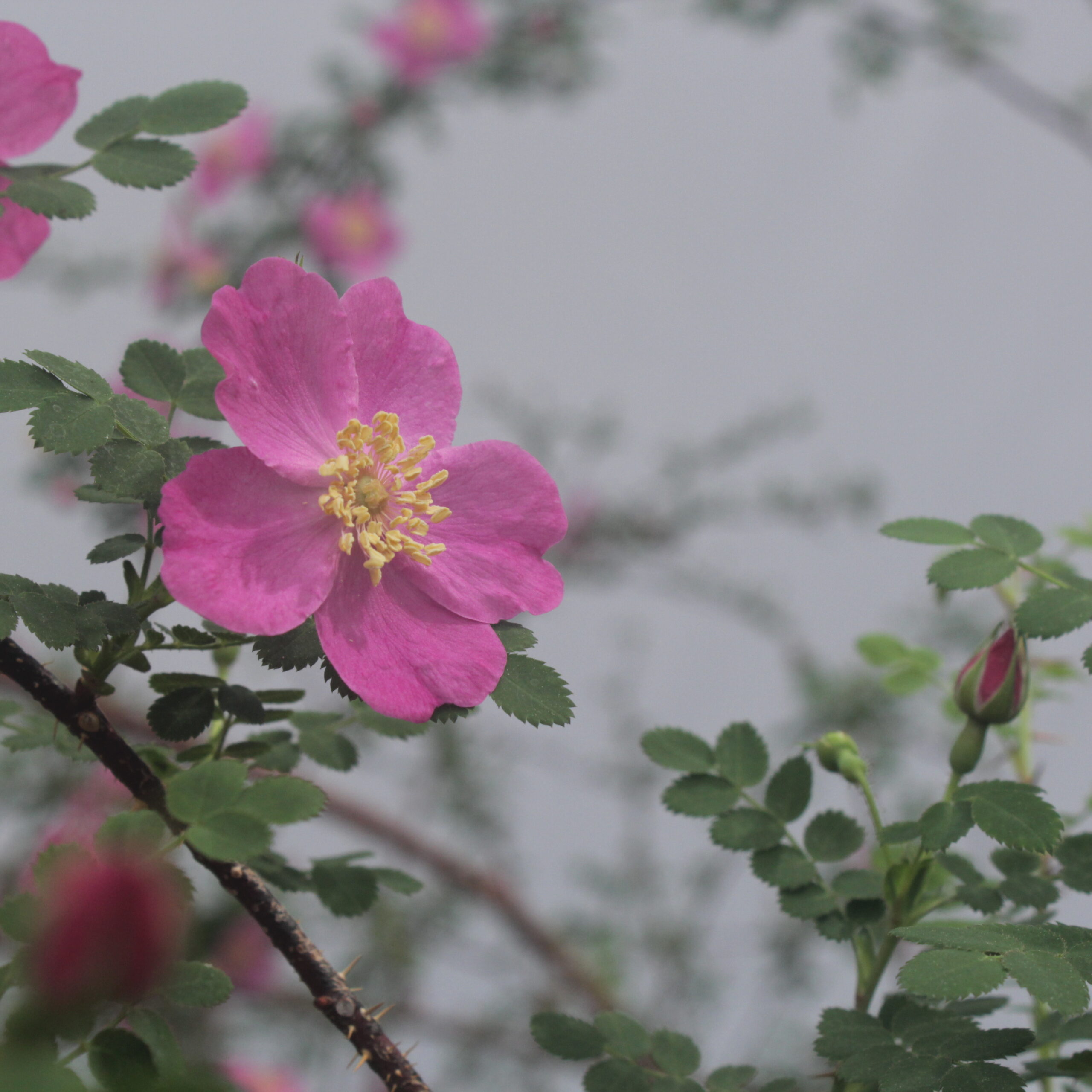 原種ばらの苗の販売 | WindRosesEngei / ウィンドローズ園芸