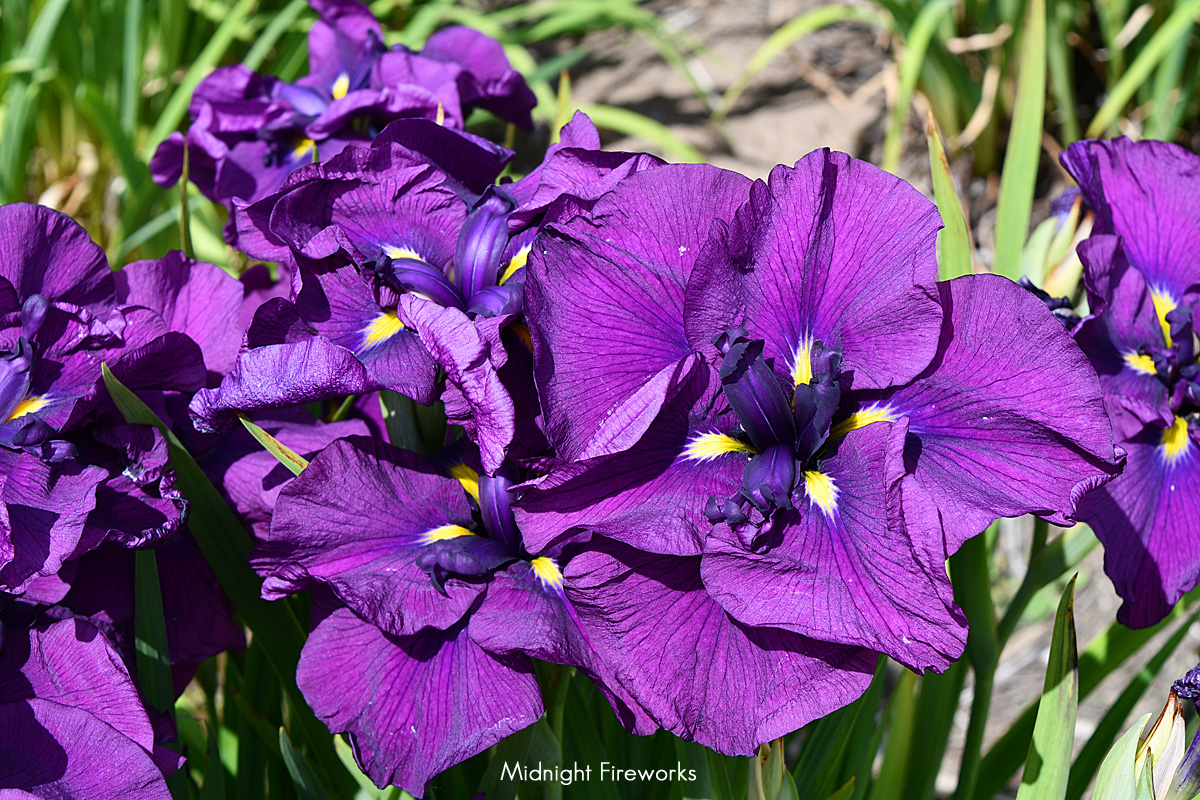 JiMidnightFireworks < Ji < Iris Wiki