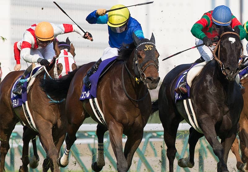 ファインニードル（Fine Needle） | 競馬データベース | JRA-VAN World