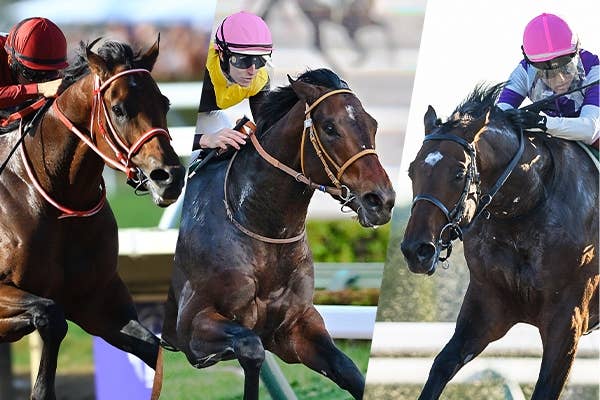 ファインニードル（Fine Needle） | 競馬データベース | JRA-VAN World
