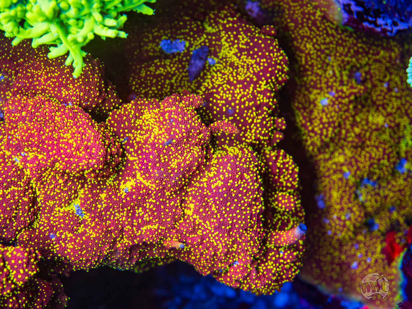 CC Habanero Montipora Coral