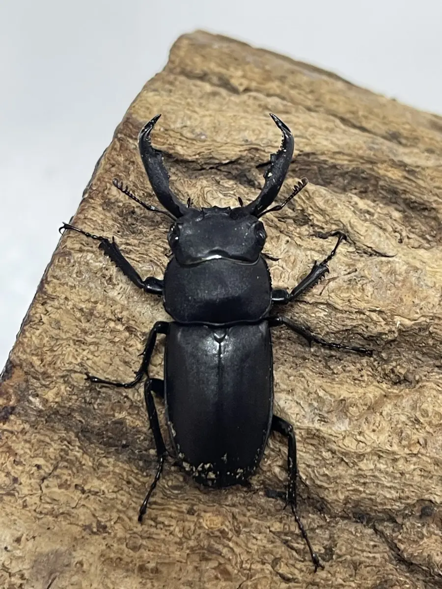 アマミシカクワガタ 43ミリペア - クワガタ横丁