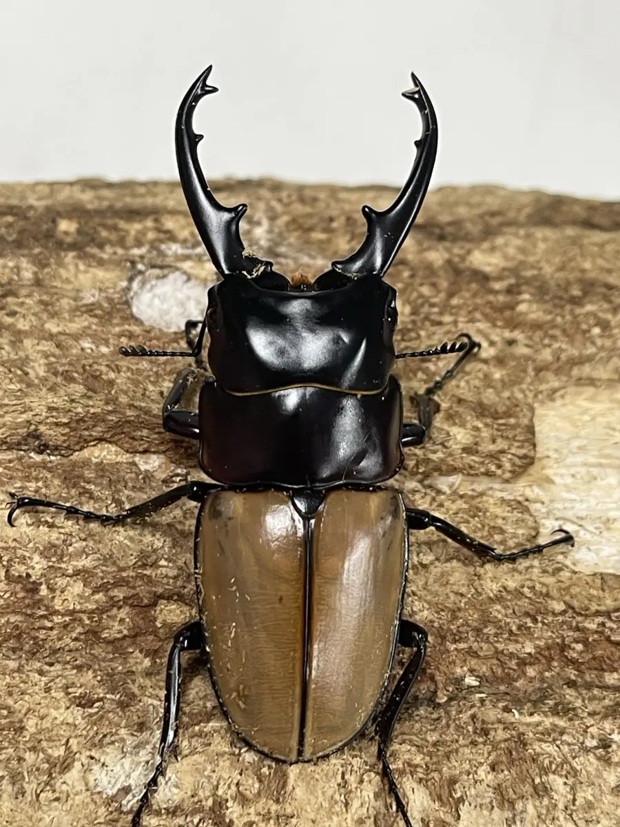 ラフェルトノコギリ 幼虫1頭 - クワガタ横丁