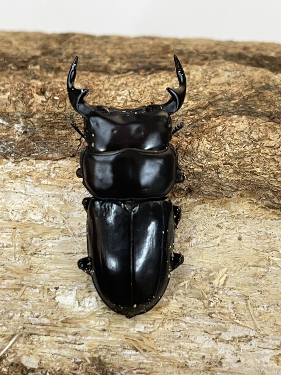 ツノボソクワガタ 台湾 43ミリペア - クワガタ横丁