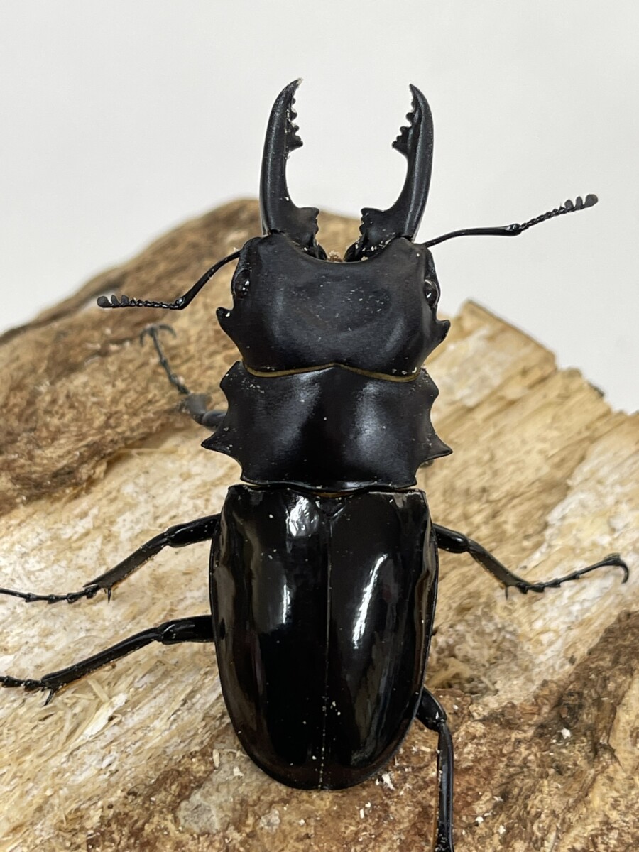 ルディカツヤクワガタ WD 68ミリペア - クワガタ横丁