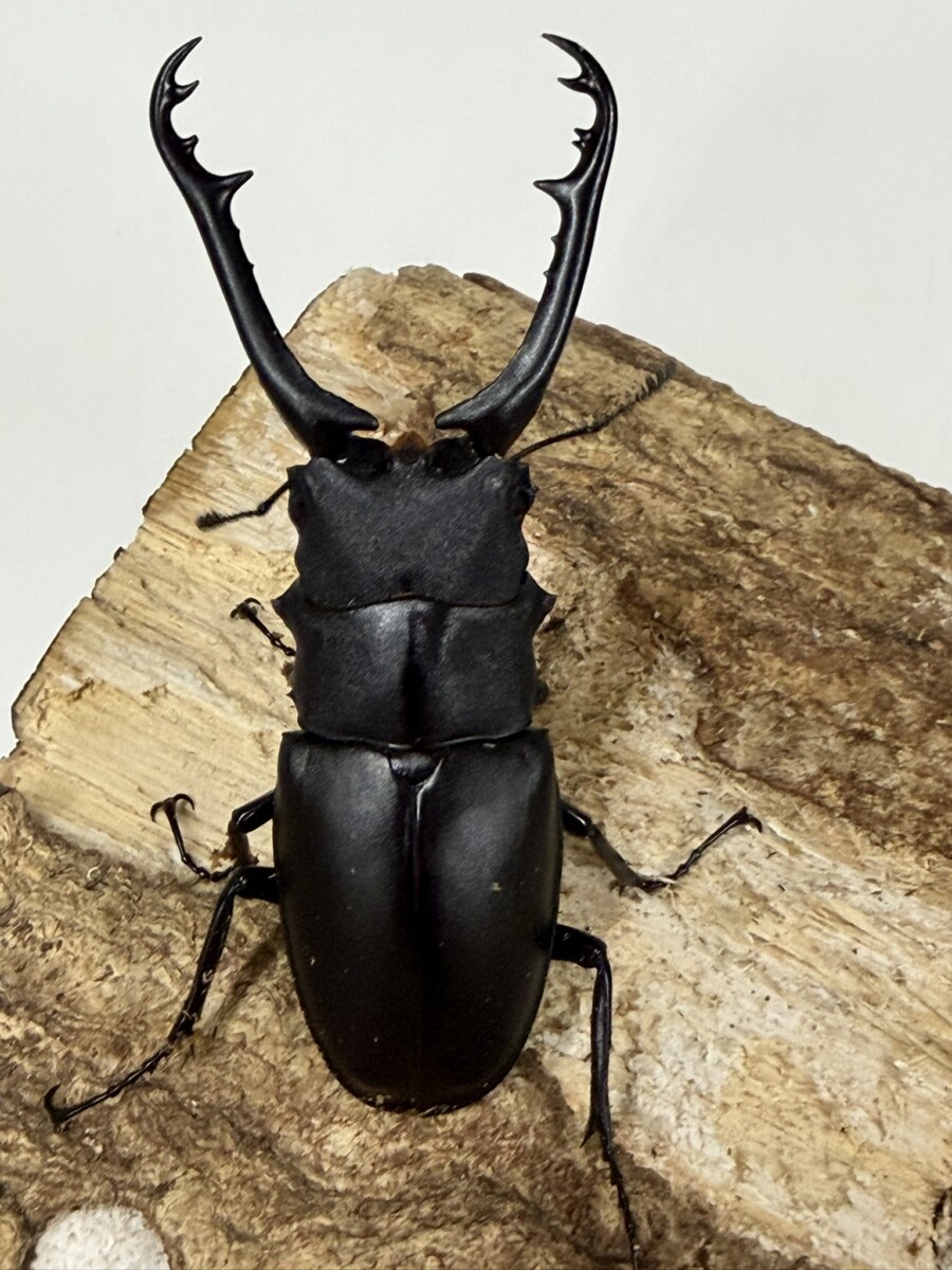 ギラファ - クワガタ横丁