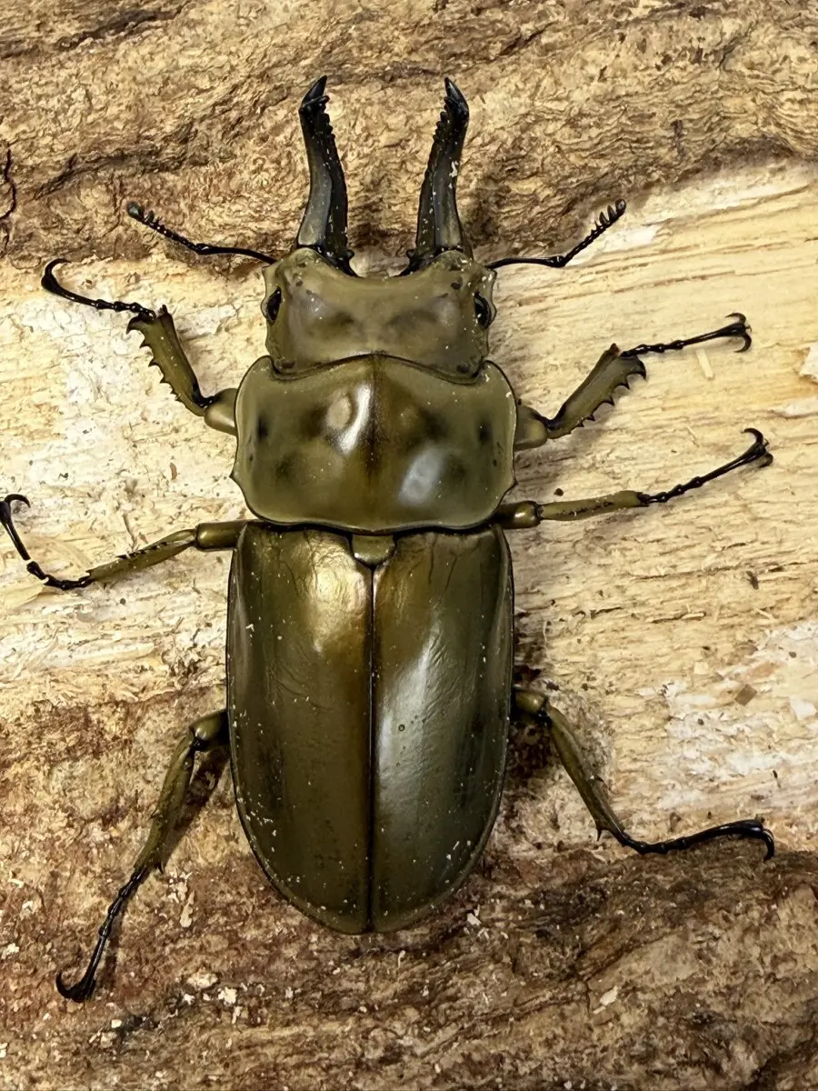 ローゼンベルグオウゴンオニ 65ミリペア - クワガタ横丁