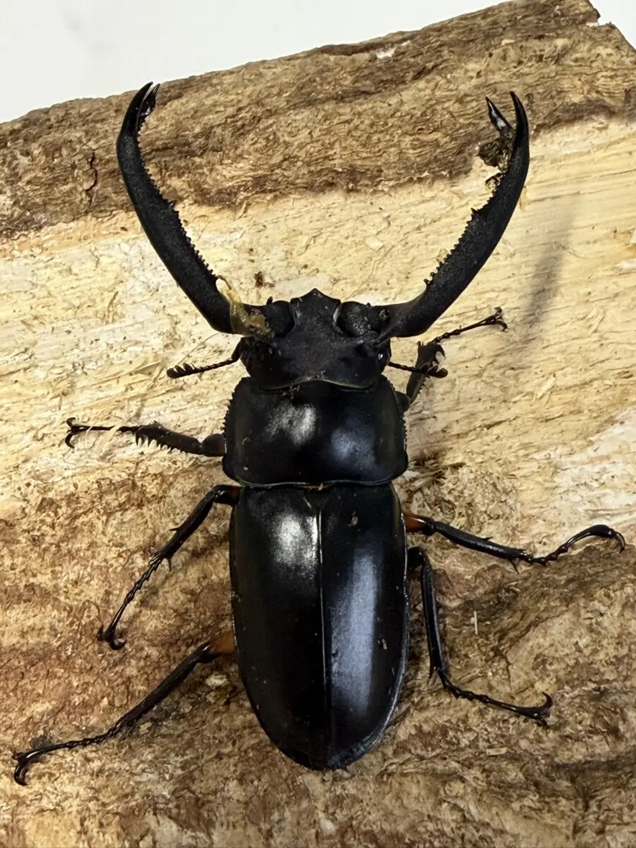 新商品 - クワガタ横丁