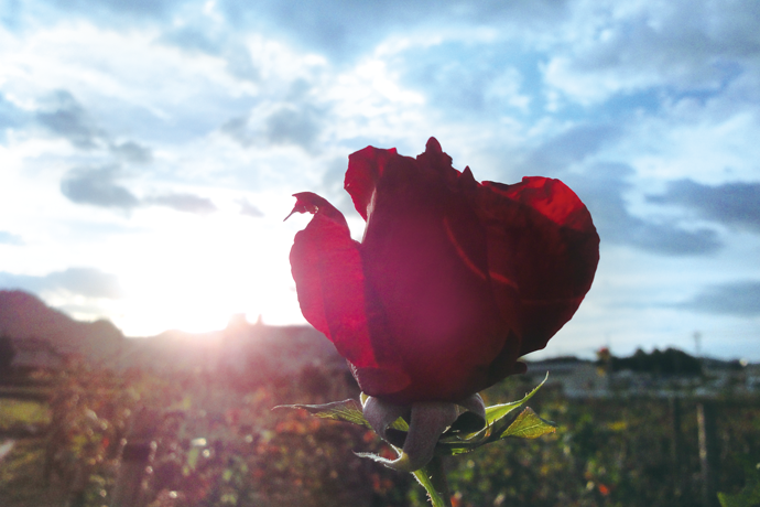 濃密美容クリーム 30g｜【公式】Coyori（こより）｜国産オーガニック