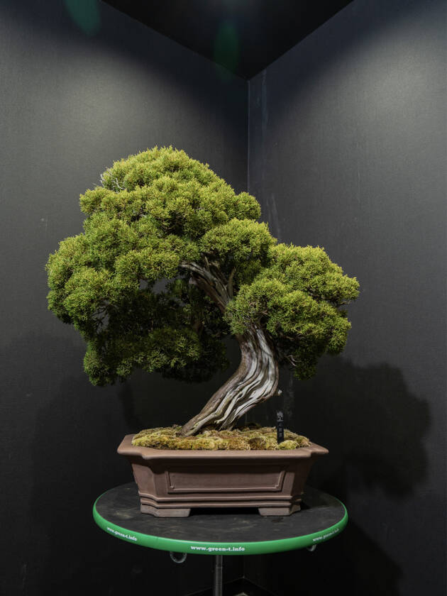 真柏(大) – 心綺園