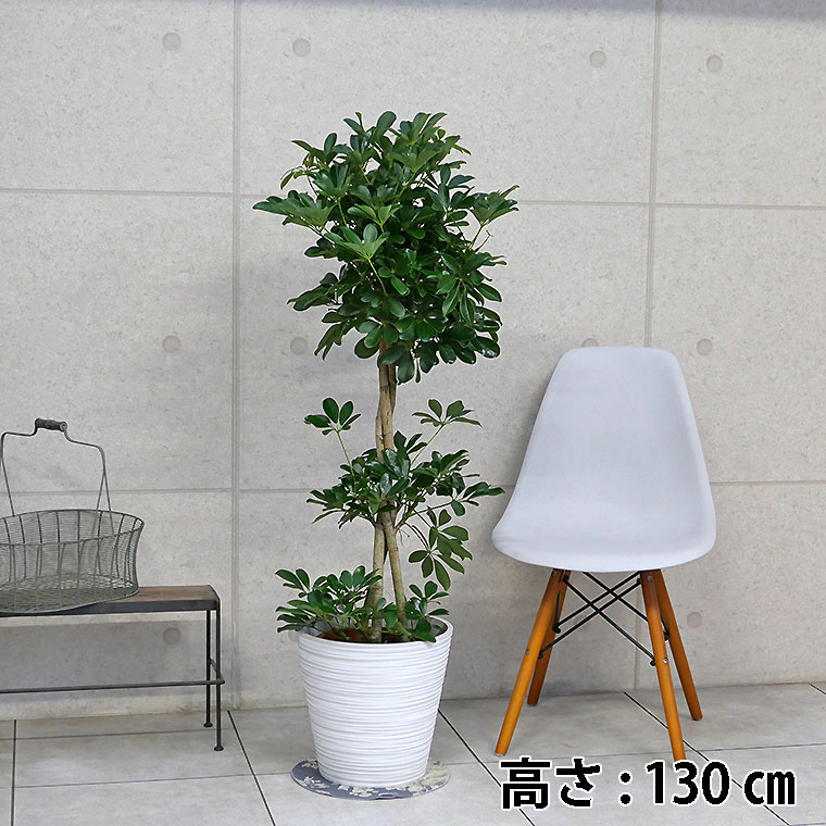 シェフレラ・ホンコン スタンド仕立て 8号鉢 観葉植物と植木鉢の専門店