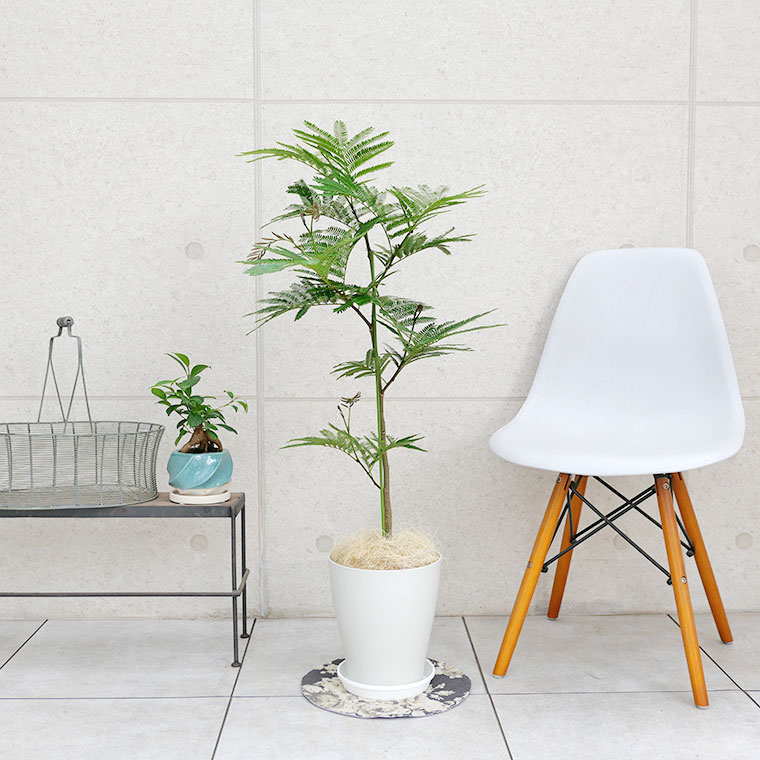 ネムノキ・エバーフレッシュ 7号鉢 観葉植物と植木鉢の専門店cocolate