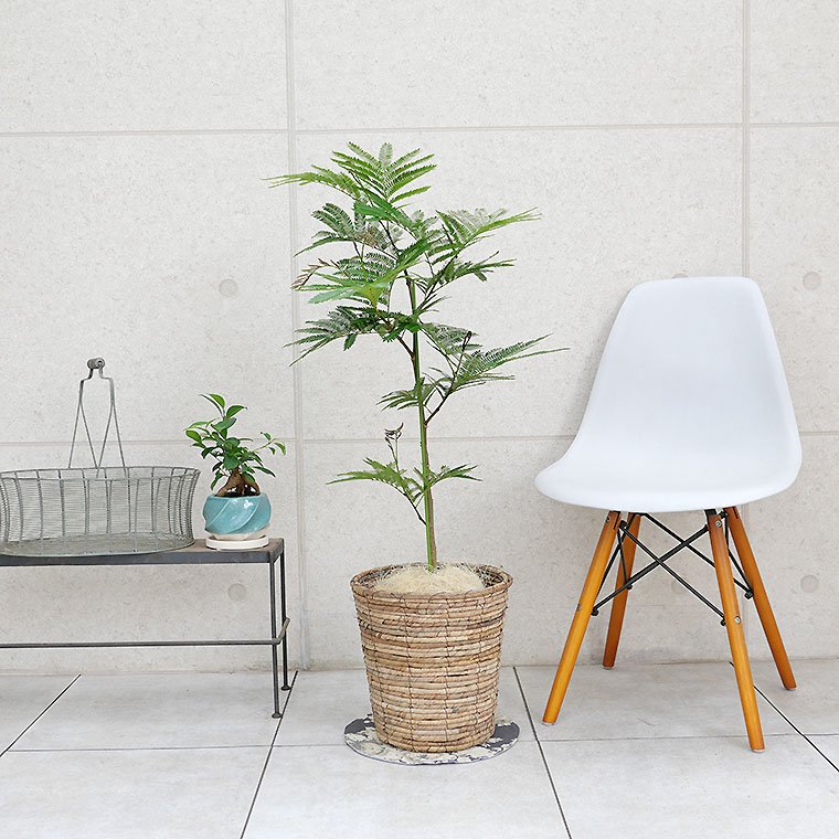 ネムノキ・エバーフレッシュ 7号鉢 観葉植物と植木鉢の専門店cocolate