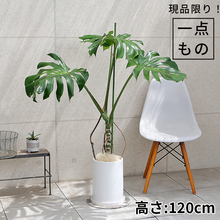 モンステラ 幹上がり-016 陶器鉢植え・Lサイズ（マットシリーズ