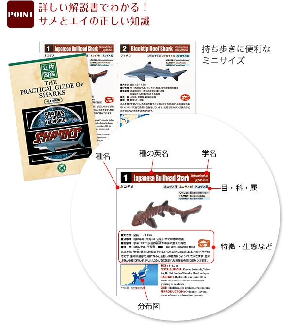 動物 生物 立体図鑑 シャークボックス / カロラータ オンラインショップ