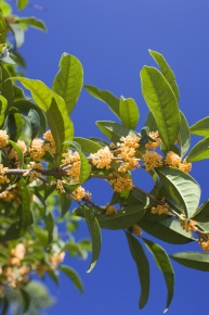 金木犀 | Corvet Photo Agency