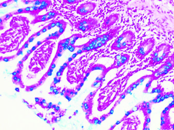 アルシアンブルー染色 | コスモ・バイオ株式会社