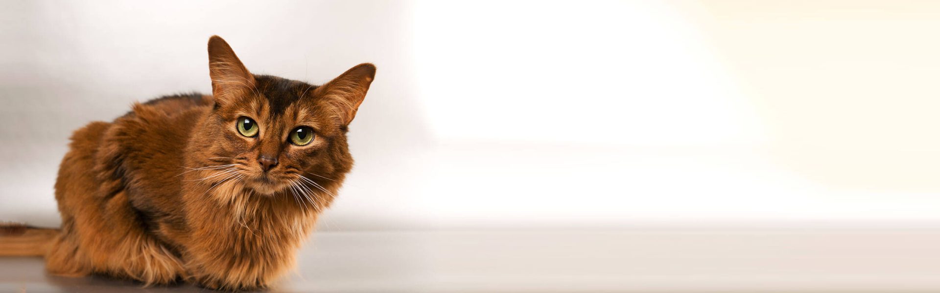 Somali cat breed | Cat's Best