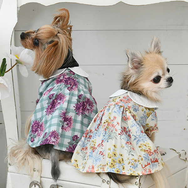 LAURA ASHLEY（ローラアシュレイ）コットンレース襟ワンピース | 犬服