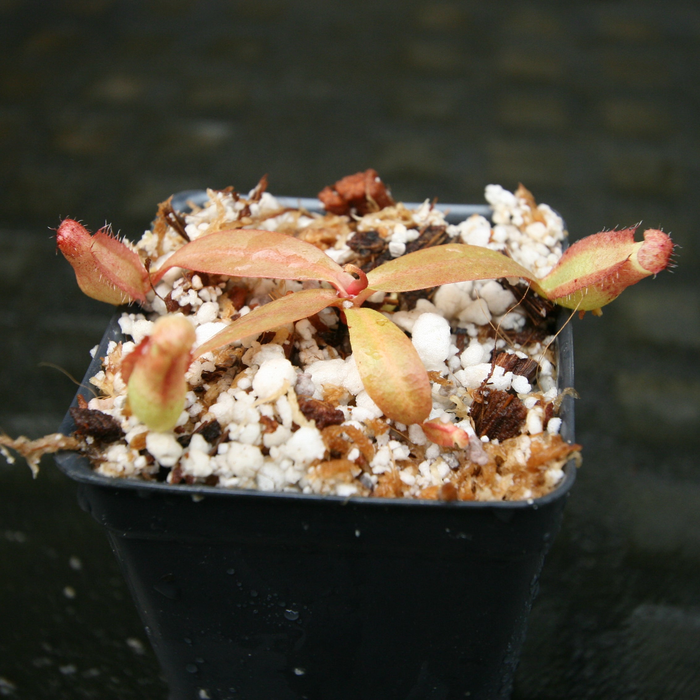 Nepenthes thorelii (d) x [(lowii x veitchii) x boschiana], CAR