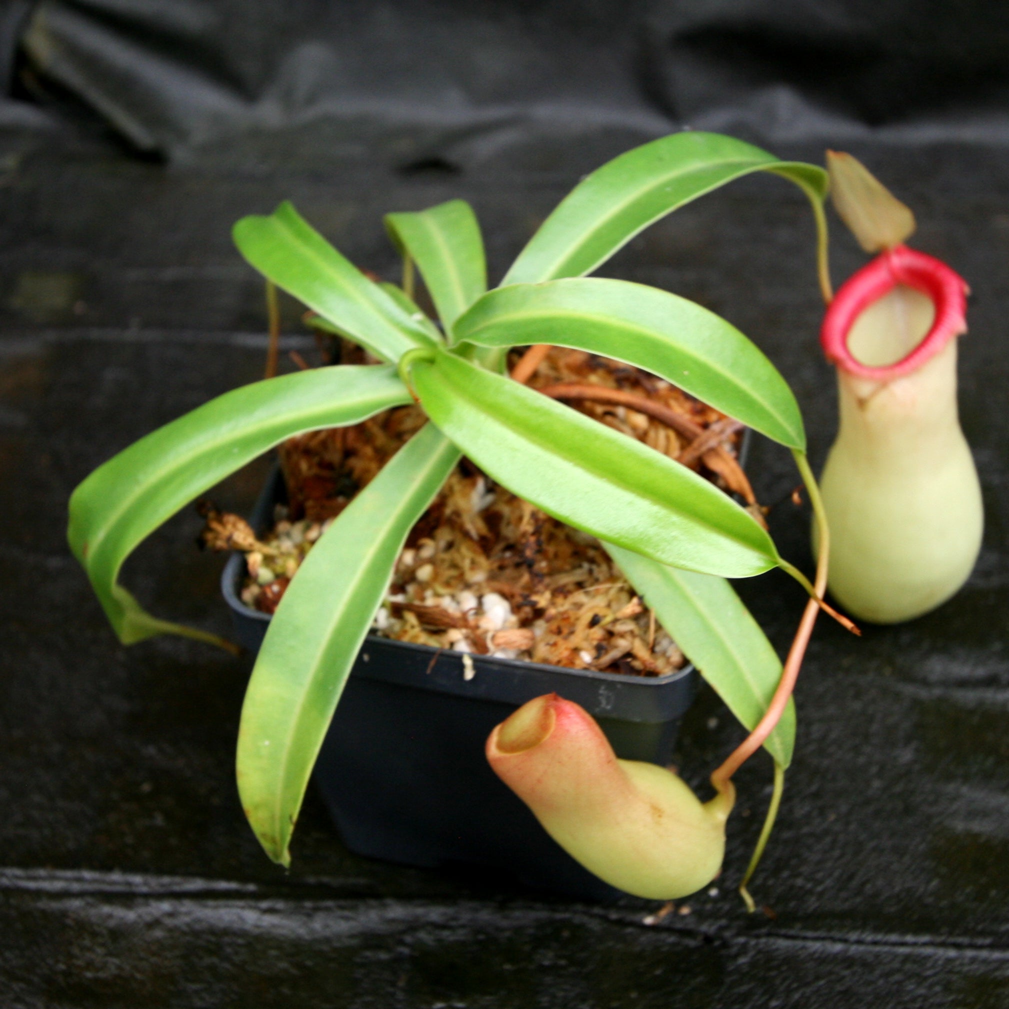 Nepenthes ventricosa 