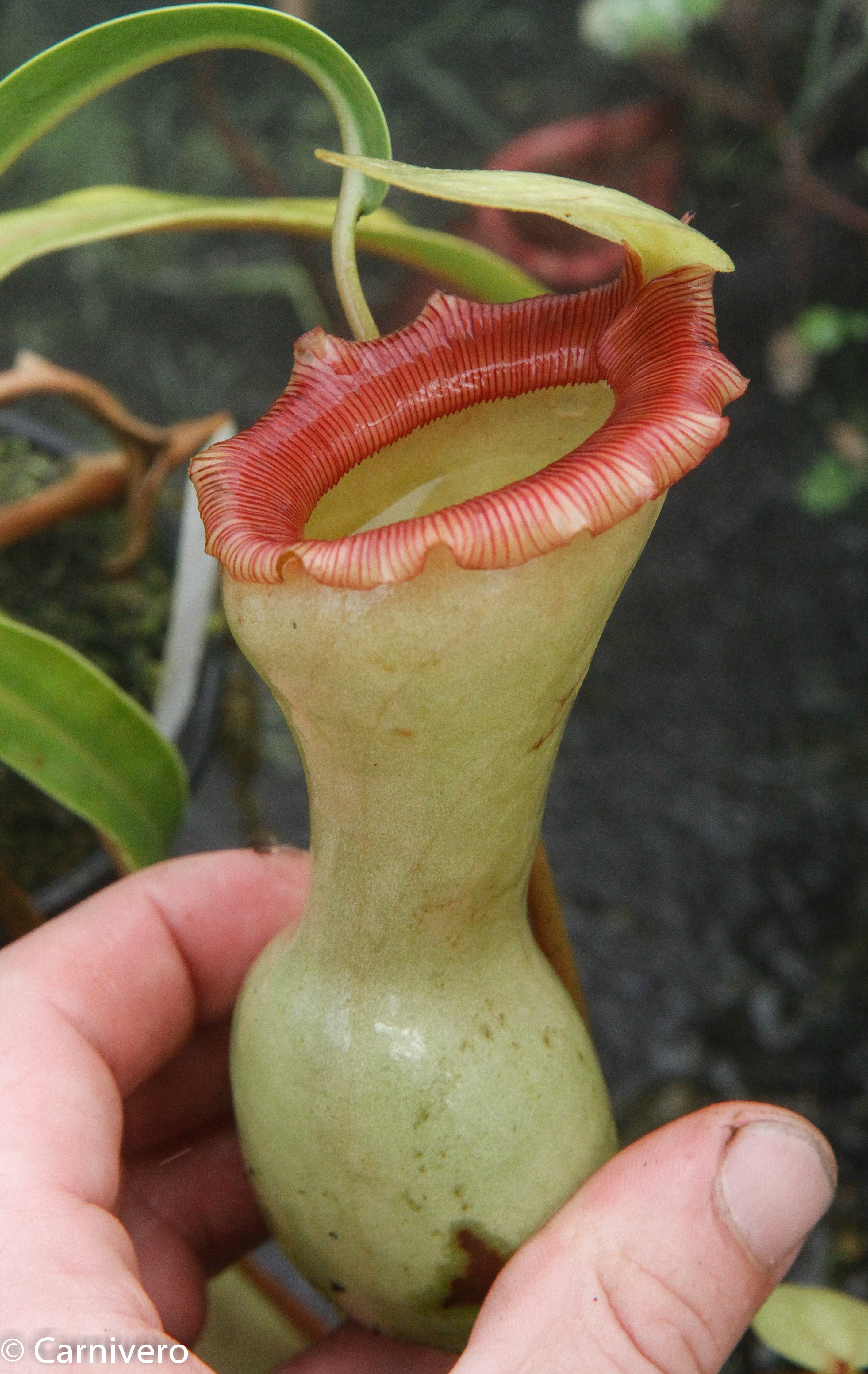 Nepenthes ventricosa 