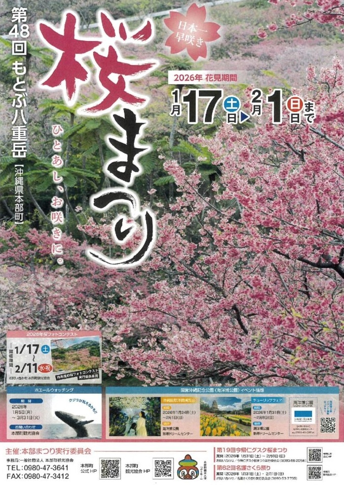鮮やかな海と桜のコントラストが楽しめる！「第48回 もとぶ八重岳桜