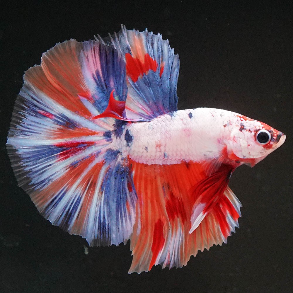 ショーベタ専門店 よこはま金魚HM キャンディレインボーa8547