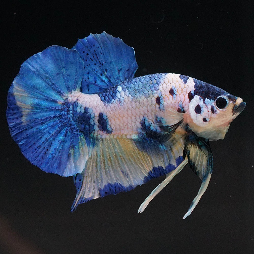 ショーベタ専門店 よこはま金魚HMPK イエロータイガーギャラクシーa8558